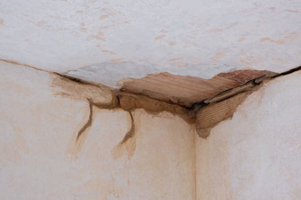 Best Flood damage cleanup  in Glenwood, MN